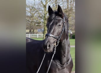 Holstein, Mare, 14 years, 16 hh, Bay-Dark