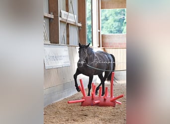 Holstein, Mare, 14 years, 16 hh, Bay-Dark