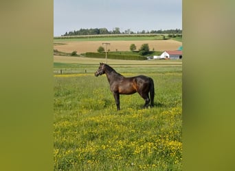 Holstein, Mare, 14 years, 16 hh, Smoky-Black
