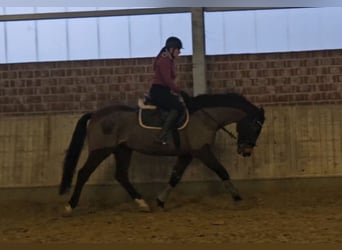 Holstein, Mare, 14 years, 16 hh, Smoky-Black