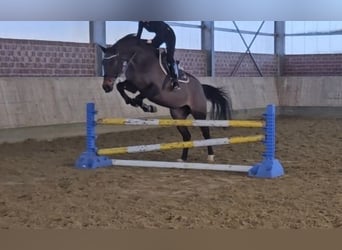 Holstein, Mare, 14 years, 16 hh, Smoky-Black