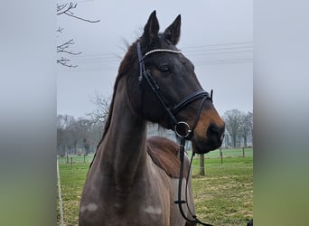 Holstein, Mare, 14 years, 16 hh, Smoky-Black