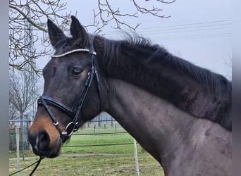 Holstein, Mare, 14 years, 16 hh, Smoky-Black
