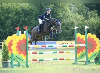 Holstein, Mare, 14 years, 16,1 hh, Bay-Dark