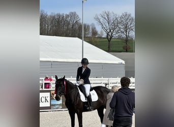 Holstein, Mare, 14 years, 16,1 hh, Black