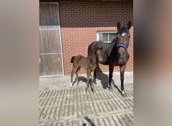 Holstein, Mare, 14 years, 16,1 hh, Brown