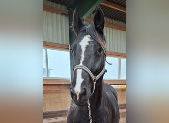 Holstein, Mare, 14 years, 16,3 hh, Black