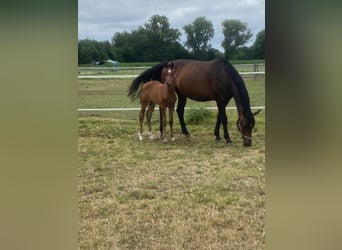 Holstein, Mare, 14 years, 17 hh, Brown