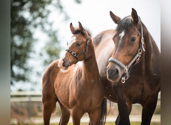 Holstein, Mare, 14 years, 17 hh, Brown