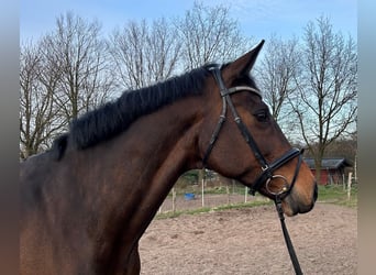 Holstein, Mare, 14 years, 17 hh, Brown