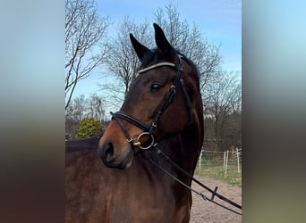 Holstein, Mare, 14 years, 17 hh, Brown