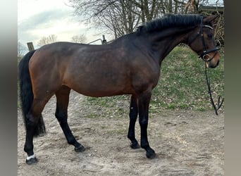 Holstein, Mare, 14 years, 17 hh, Brown