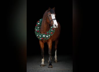 Holstein, Mare, 14 years, 17 hh, Brown