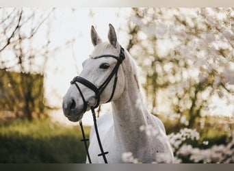 Holstein, Mare, 14 years, 17 hh, Gray