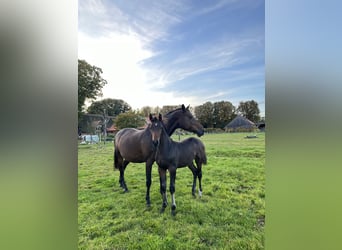 Holstein, Mare, 14 years, Brown