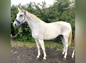 Holstein, Mare, 14 years, Gray