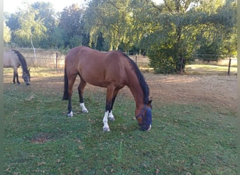 Holstein, Mare, 15 years, 15.2 hh, Brown