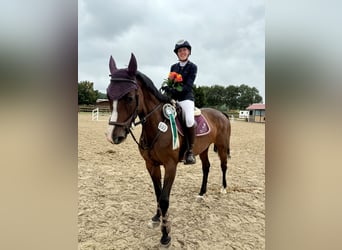 Holstein, Mare, 15 years, 15.2 hh, Brown