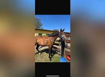 Holstein, Mare, 15 years, 15,2 hh, Brown