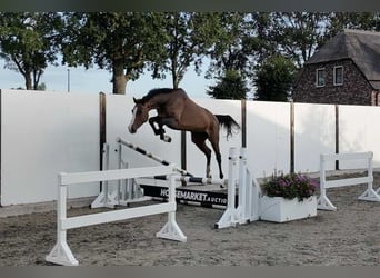 Holstein, Mare, 15 years, 16.1 hh, Brown