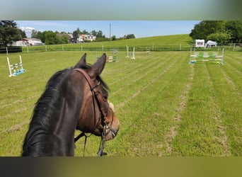 Holstein, Mare, 15 years, 16,1 hh, Brown