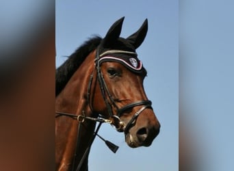 Holstein, Mare, 15 years, 16.1 hh, Brown
