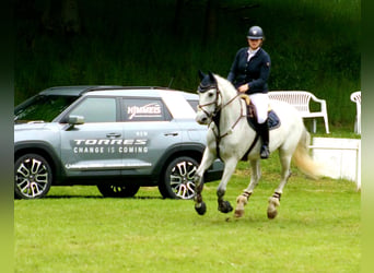 Holstein, Mare, 15 years, 16.1 hh, Grey