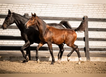 Holstein, Mare, 15 years, 16.2 hh, Bay-Dark