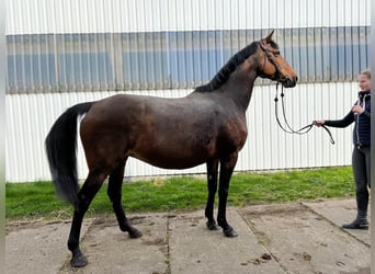 Holsteiner, Stute, 15 Jahre, 16,2 hh, Brauner