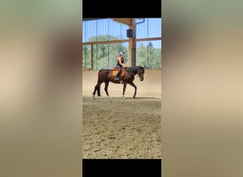 Holstein, Mare, 15 years, 16.2 hh, Brown