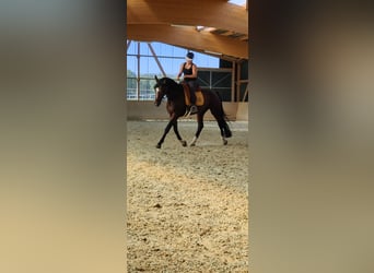Holstein, Mare, 15 years, 16.2 hh, Brown