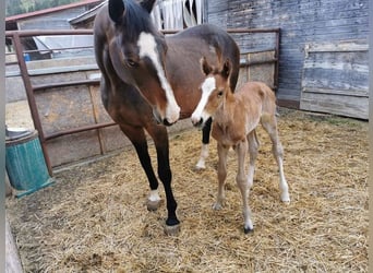 Holstein, Mare, 15 years, 16 hh, Bay-Dark