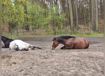 Holstein, Mare, 15 years, 16 hh, Brown