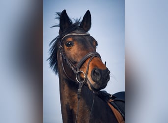 Holstein, Mare, 15 years, 16 hh, Brown
