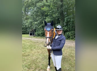 Holstein, Mare, 15 years, 16 hh, Brown