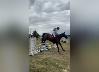 Holstein, Mare, 15 years, 16 hh, Brown