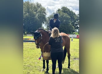 Holstein, Mare, 15 years, 16 hh, Brown