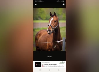 Holstein, Mare, 15 years, 16 hh, Brown Holstein, Mare, 15 years, 16 hh, Brown