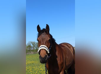 Holstein, Mare, 15 years, 16,1 hh, Brown