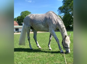 Holstein, Mare, 15 years, 16,1 hh, Gray-Fleabitten