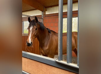 Holstein, Mare, 15 years, 16,2 hh, Brown