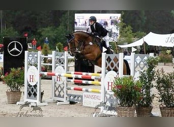 Holstein, Mare, 15 years, 16,2 hh, Brown