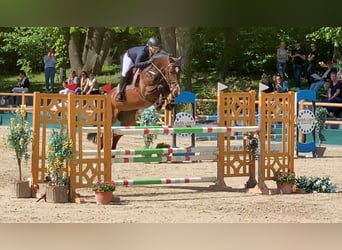 Holstein, Mare, 15 years, 16,2 hh, Brown