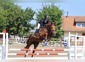 Holstein, Mare, 15 years, 16,2 hh, Chestnut