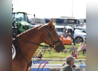 Holstein, Mare, 15 years, 16,2 hh, Chestnut