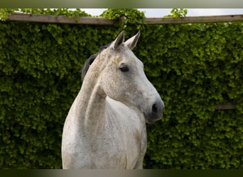 Holstein, Mare, 15 years, 16,3 hh, Gray