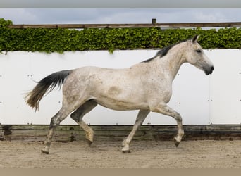 Holstein, Mare, 15 years, 16,3 hh, Gray