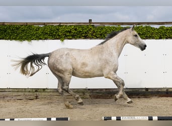 Holstein, Mare, 15 years, 16,3 hh, Gray