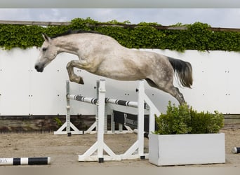 Holstein, Mare, 15 years, 16,3 hh, Gray