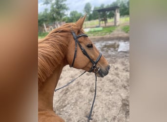 Holstein, Mare, 15 years, 17 hh, Chestnut-Red